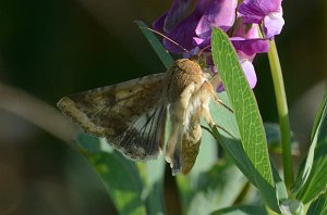 019 2017-09079730 Parker River NWR, MA